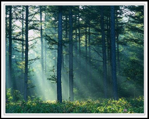 Sunlight Shining Through Forest Nagano-ken, Japan